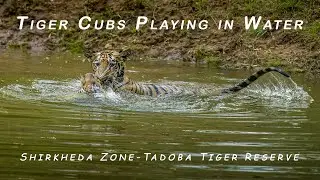 Tiger Cubs Playing in Water at Tadoba