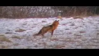 PAPRADNO - líška pod Chrcholíncom