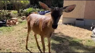 Project Update, Oh Deer! Using Peavey - GS Tongs