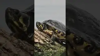 How Turtles' Shells Protect and Support Them: A Fascinating Evolutionary Marvel