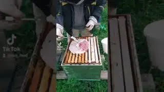 если этого не сделать с пчелами,они просто сдохнут.