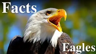 10 Facts About Eagles 🦅