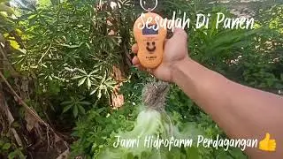 Panen Selada Anizel, 
