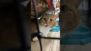 Котик - спинальник ❤️