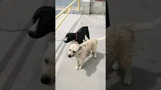 Dogs Escaped and Came Back 5 Hours Later