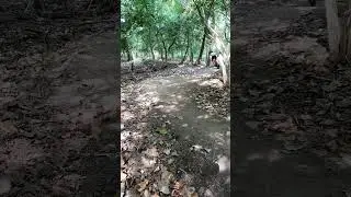 More Burms at The Woods in Columbus
