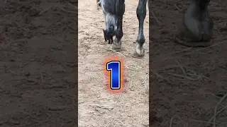 3 Motivos para tener un caballo #horse #caballos