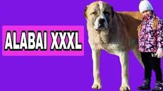 Big and strong Alabai Azhur / Gentle giant / Alabai