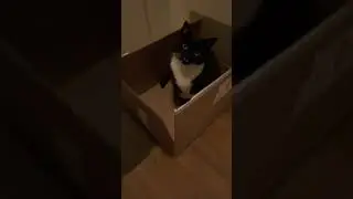 Box is life (Malte, male cat)