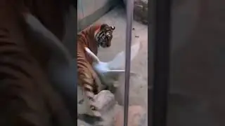 #shorts