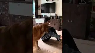 The Golden retriever and the ball @juniethegoldenretriever