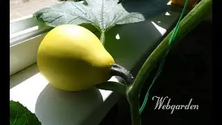 Выращивание  декоративной тыквы на балконе
