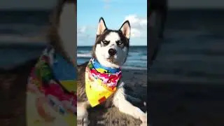 Brand photoshoot with me - WITH RESULTS (spoiler: cute dogs)