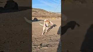 Собаке надели обувь🤣