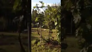 \Утро раннее. Солнышко проснулось, птички поют.