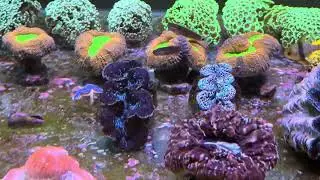 Про КР и мою новую морскую систему в США.