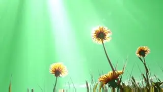 Sunflower lights effects green screen video | Green screen flower video | Free green screen video