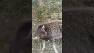 945968111 3ta g'unojin va buqa sotiladi Navbahor.