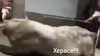 Лучшая Ржачная подборка нежданчиков . 18+ не нормативная лексика.