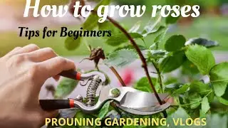 #How to #grow #Roses| #Prouning | #Gardening | #Tips for #Beginners