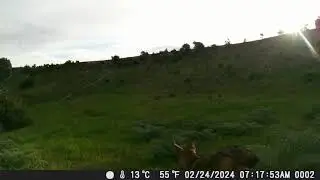 Avocado Grove Coyotes! (video has sound)