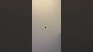 #spider #blackspider #spidersinhome #ohno #spiderweb #scary