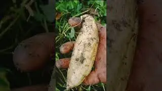 HARVESTING SWEET POTATO IN BACKYARD #SweetPotato #kamote #camotecue #backyardfarming