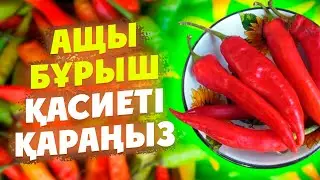 Ащы Бұрыш Бұл Пайдасы АЙТЫЛА БЕРМЕЙДІ, Ащы бұрыштың пайдасы