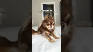 Tiny Dog Has Silly Zoomies 🤣🌪️
