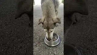 Meet Lisa 47 - Homeless dogs Greece 2024 - rapid interventions. #animals #dog #homeless #helpdog