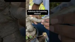Adenium air layering easy technique #shorts