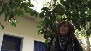 Афины. Лимон весом в 1 килограмм