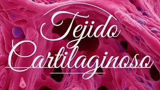 Histologia: Clase de tejido cartilaginoso PARTE 2