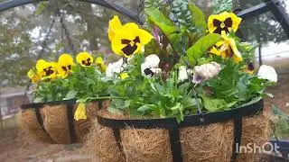 Projects and chores in the fall garden. GA, zone 8A