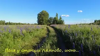 Летние поля у станции  Лампово, июнь...