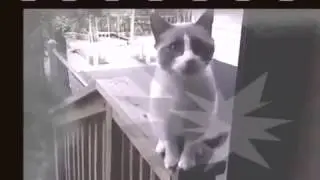 Кот сирена