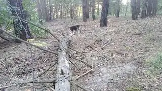 Малыши шалайки и малинуа.Напряжение жизни