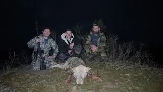 Охота на матерого волка. Огромный волк.