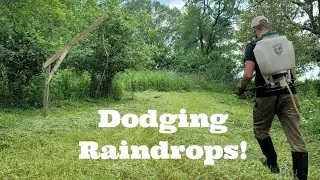 Clover Food Plot Tips for Big Buck Success!
