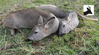 Roe deer stalking - Polowanie na sarny