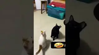 Playing Cat with Bubbles