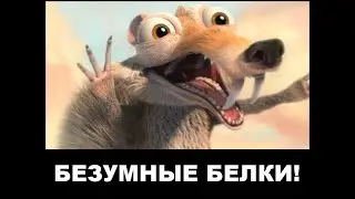 Сумасшедшие белки заполонили сад!