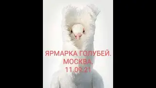 PIGEONS FAIR. MOSCOW. 11.09.21