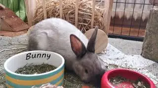 Cute rabbit abused by owner 😡 MUST WATCH