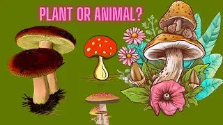 FunGI Facts: The unseen side of the animal kingdom