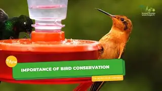 Importance of bird conservation