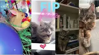 Niko's battle with Feline Infectious Peritonitis (FIP)- DO NOT GIVE UP HOPE!!