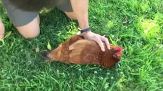 How To Clip Chicken Wings