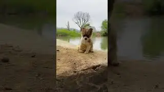 The dog takes the little duck to swim