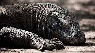 FIRE & DRAGONS - TRUE NORTH EXPLORES THE KOMODO ISLANDS